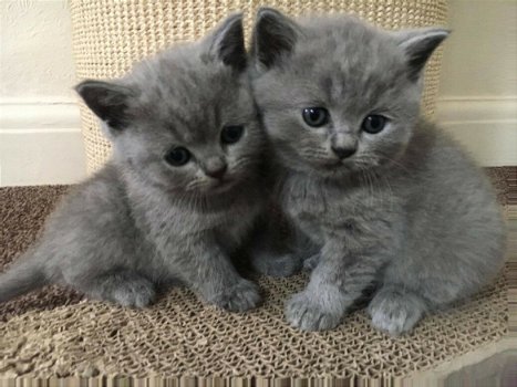 mannelijke en vrouwelijke Britse korthaar kittens klaar om nu te gaan// - 1