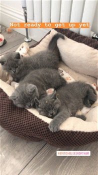 Britse kittens met kort haar - 2