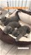 Britse kittens met kort haar - 2 - Thumbnail