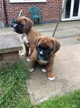 Boxer puppy's - 1