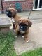 Boxer puppy's - 1 - Thumbnail