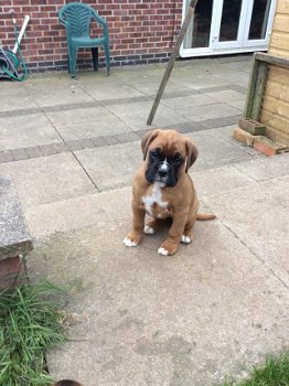 Boxer puppy's - 2