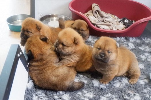 Chow Chow-puppy's - 1
