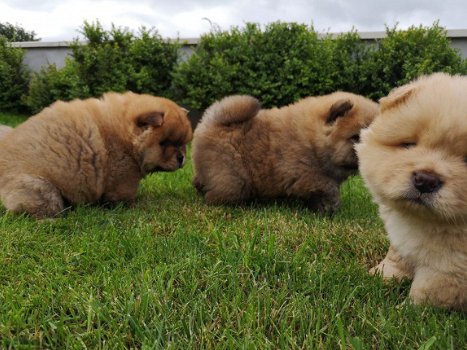 Chow Chow-puppy's - 2