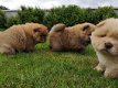 Chow Chow-puppy's - 2 - Thumbnail