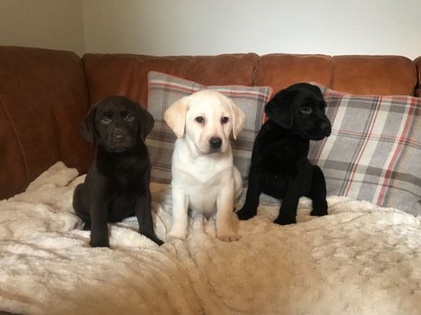 Labrador puppy's - 1