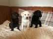 Labrador puppy's - 1 - Thumbnail