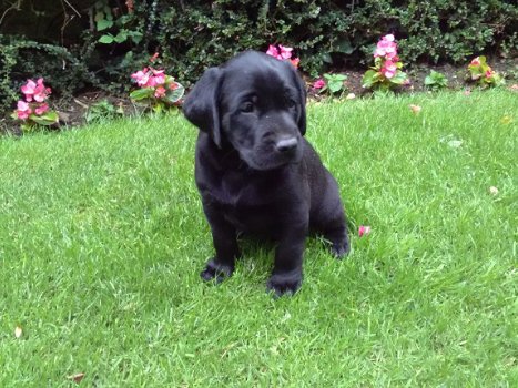 Labrador puppy's - 2