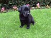 Labrador puppy's - 2 - Thumbnail