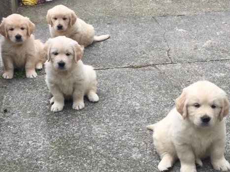 Golden Retriever puppy's - 1