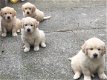 Golden Retriever puppy's - 1 - Thumbnail