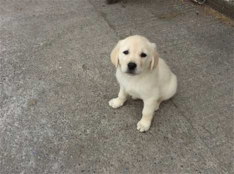 Golden Retriever puppy's - 2