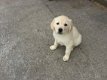 Golden Retriever puppy's - 2 - Thumbnail