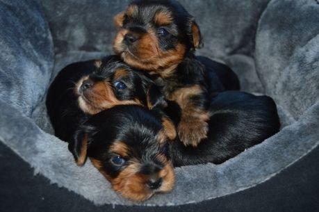 Puppy van Yorkshire Terrier - 1