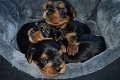 Puppy van Yorkshire Terrier - 1 - Thumbnail