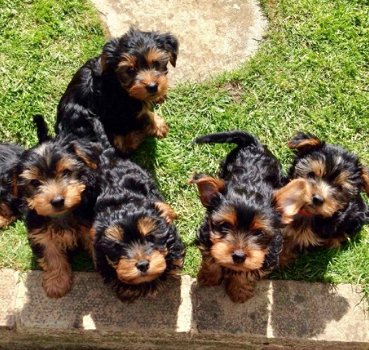 Puppy van Yorkshire Terrier - 2