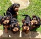 Puppy van Yorkshire Terrier - 2 - Thumbnail