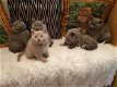 Britse korthaar kittens - 2 - Thumbnail