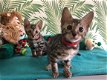 Bengaalse kittens - 2 - Thumbnail