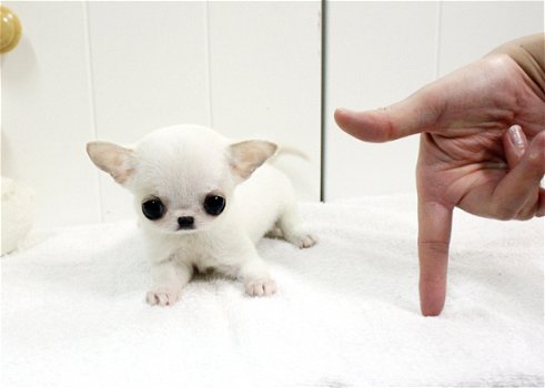 Chihuahua puppy korthaar mini - 1