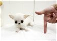 Chihuahua puppy korthaar mini - 1 - Thumbnail