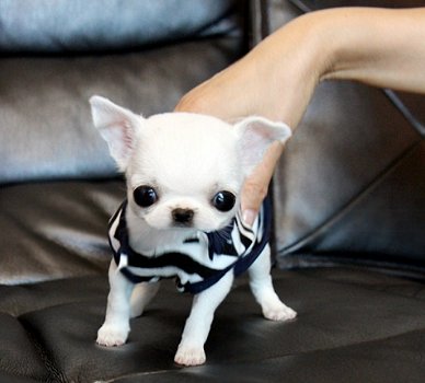 Chihuahua puppy korthaar mini - 2
