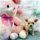 Chiweenie puppy's - 1 - Thumbnail