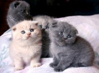 Scottish Fold Kittens Kitten - 1