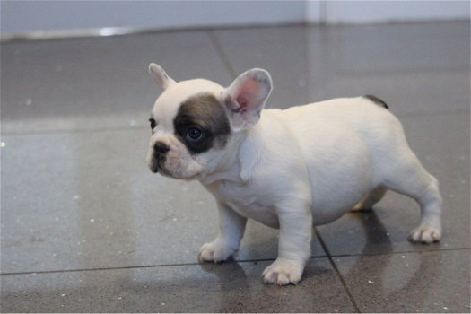 English Bulldog puppies for sale - 1