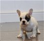 English Bulldog puppies for sale - 2 - Thumbnail