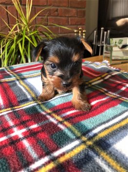 YORKSHIRE PUPPIES FOR SALE - 1