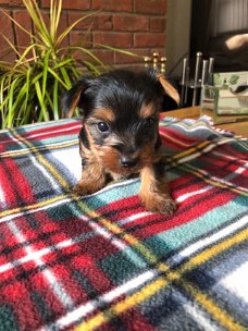 YORKSHIRE PUPPIES FOR SALE