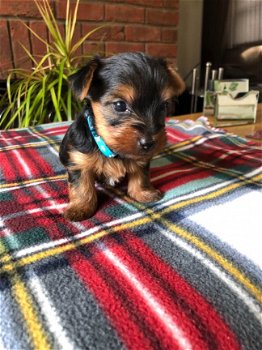 YORKSHIRE PUPPIES FOR SALE - 2