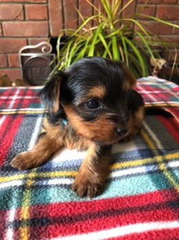 YORKSHIRE PUPPIES FOR SALE - 3