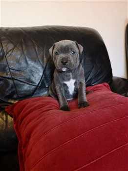 pure breed Staffordshire Bull Terrier for sale - 1