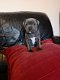 pure breed Staffordshire Bull Terrier for sale - 1 - Thumbnail