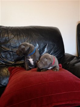 pure breed Staffordshire Bull Terrier for sale - 2