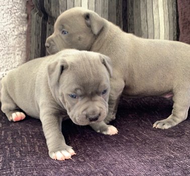 pure breed Staffordshire Bull Terrier for sale - 1