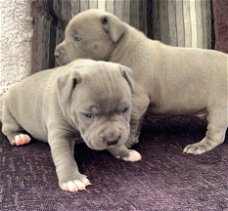 pure breed Staffordshire Bull Terrier for sale
