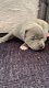 pure breed Staffordshire Bull Terrier for sale - 2 - Thumbnail