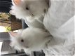 2 lieve 6 maanden oude dwergkonijntjes mannetjes - 5 - Thumbnail