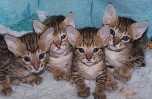 beautiful Savannah Kittens for sale - 1