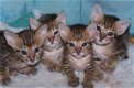 beautiful Savannah Kittens for sale - 1 - Thumbnail