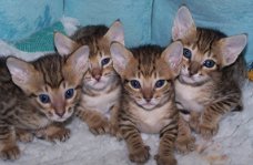 beautiful Savannah Kittens for sale