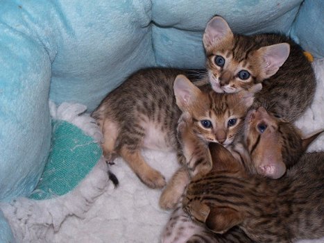 beautiful Savannah Kittens for sale - 2