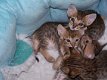 beautiful Savannah Kittens for sale - 2 - Thumbnail