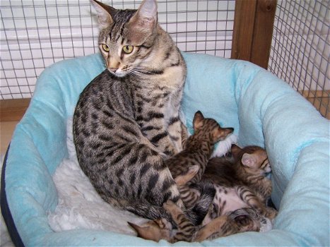 beautiful Savannah Kittens for sale - 3