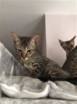 beautiful Savannah Kittens for sale - 1
