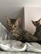 beautiful Savannah Kittens for sale - 1 - Thumbnail