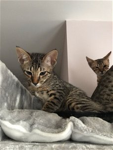 beautiful Savannah Kittens for sale